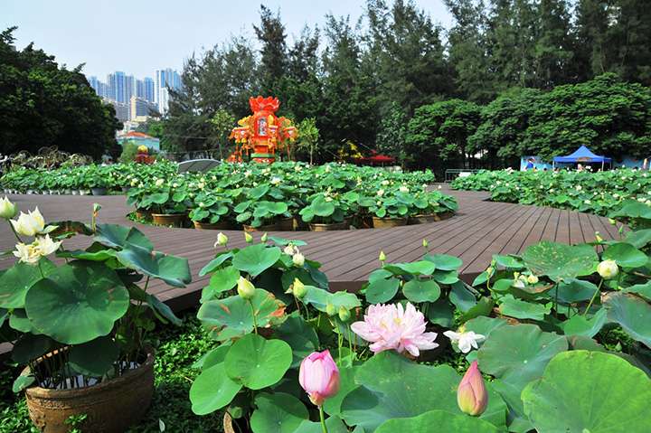 MACAO LOTUS FLOWER FESTIVAL