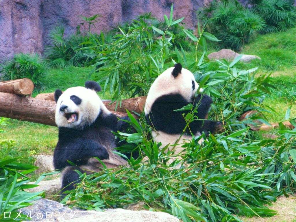 Macao Giant Panda Pavilion - Macau Lifestyle