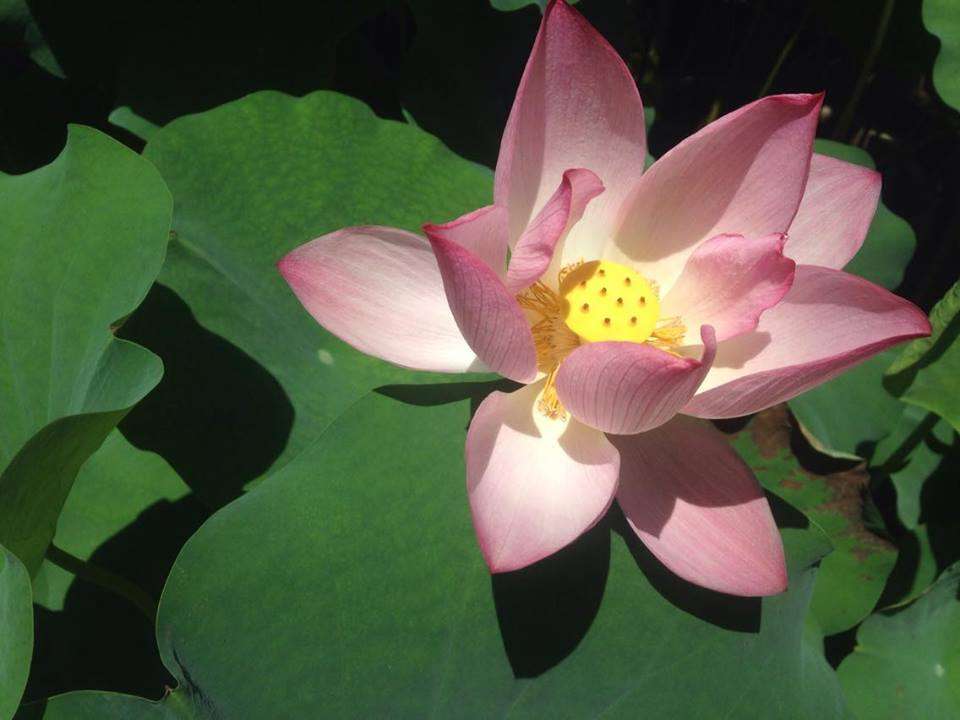 Lou Lim Ieok Garden1