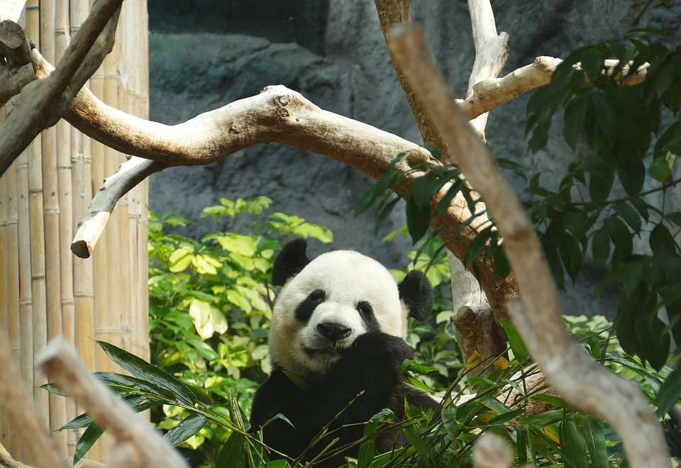A giant panda in Macao Giant Panda Pavilion