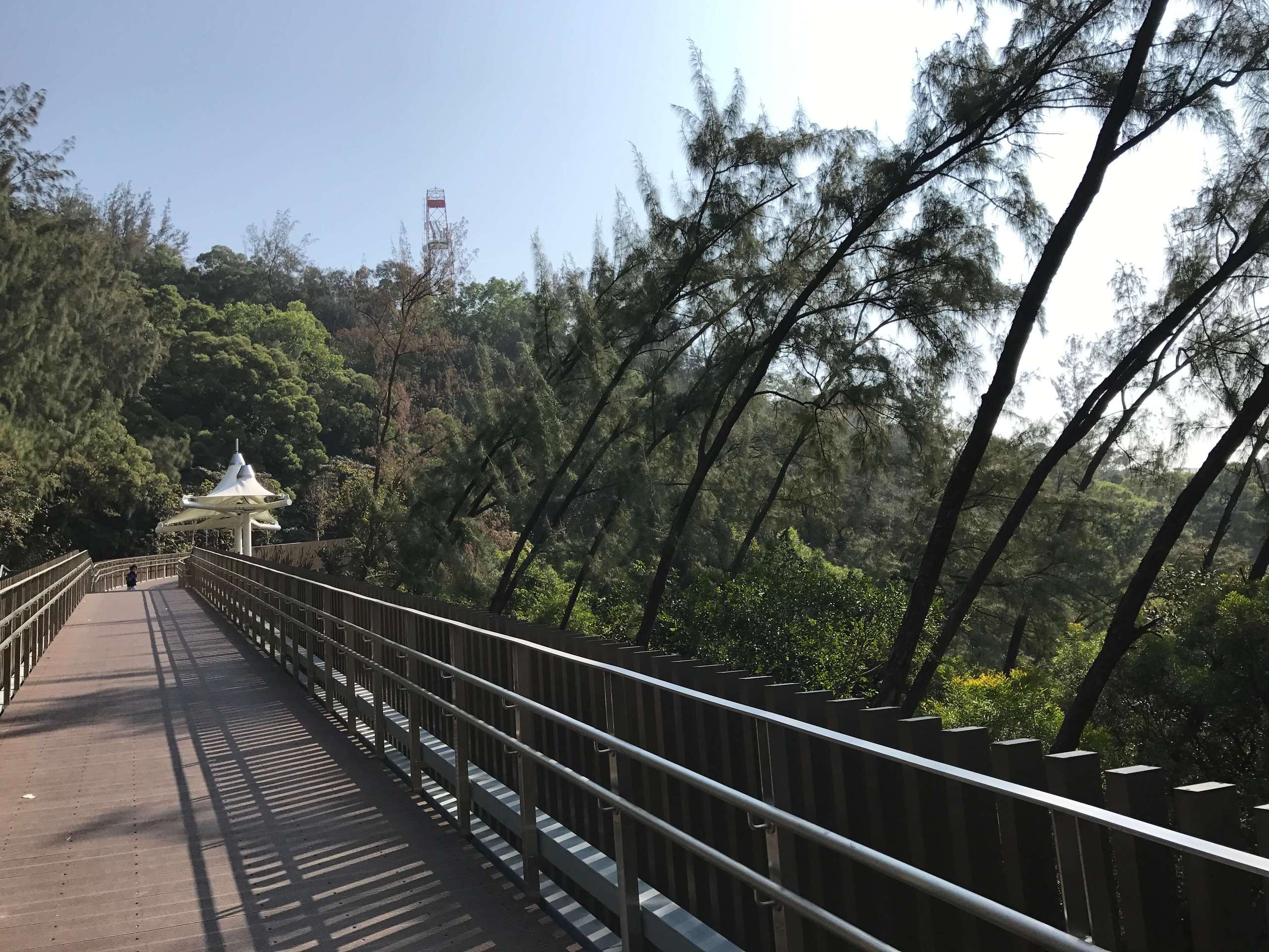 Macau Taipa hiking trail and trees