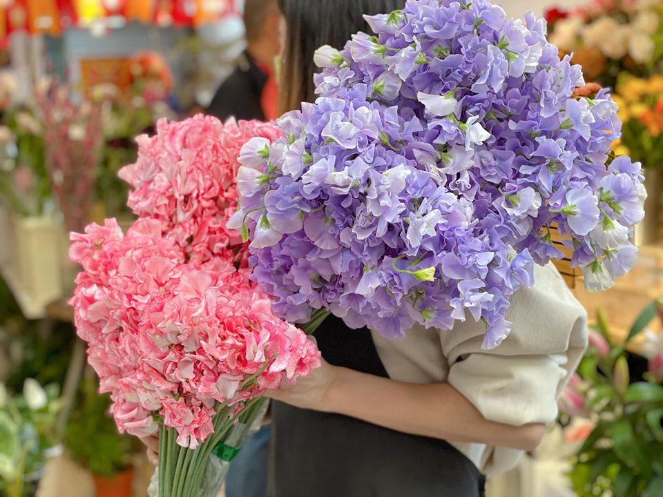 Autumn Ocean Flower Macau