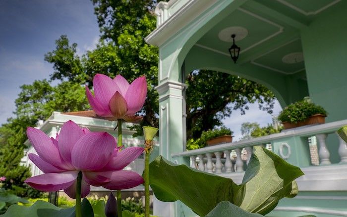 Lotus Flower Festival