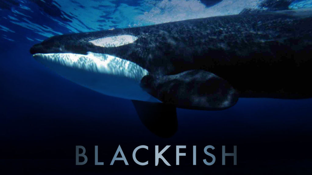 Blackfish netflix