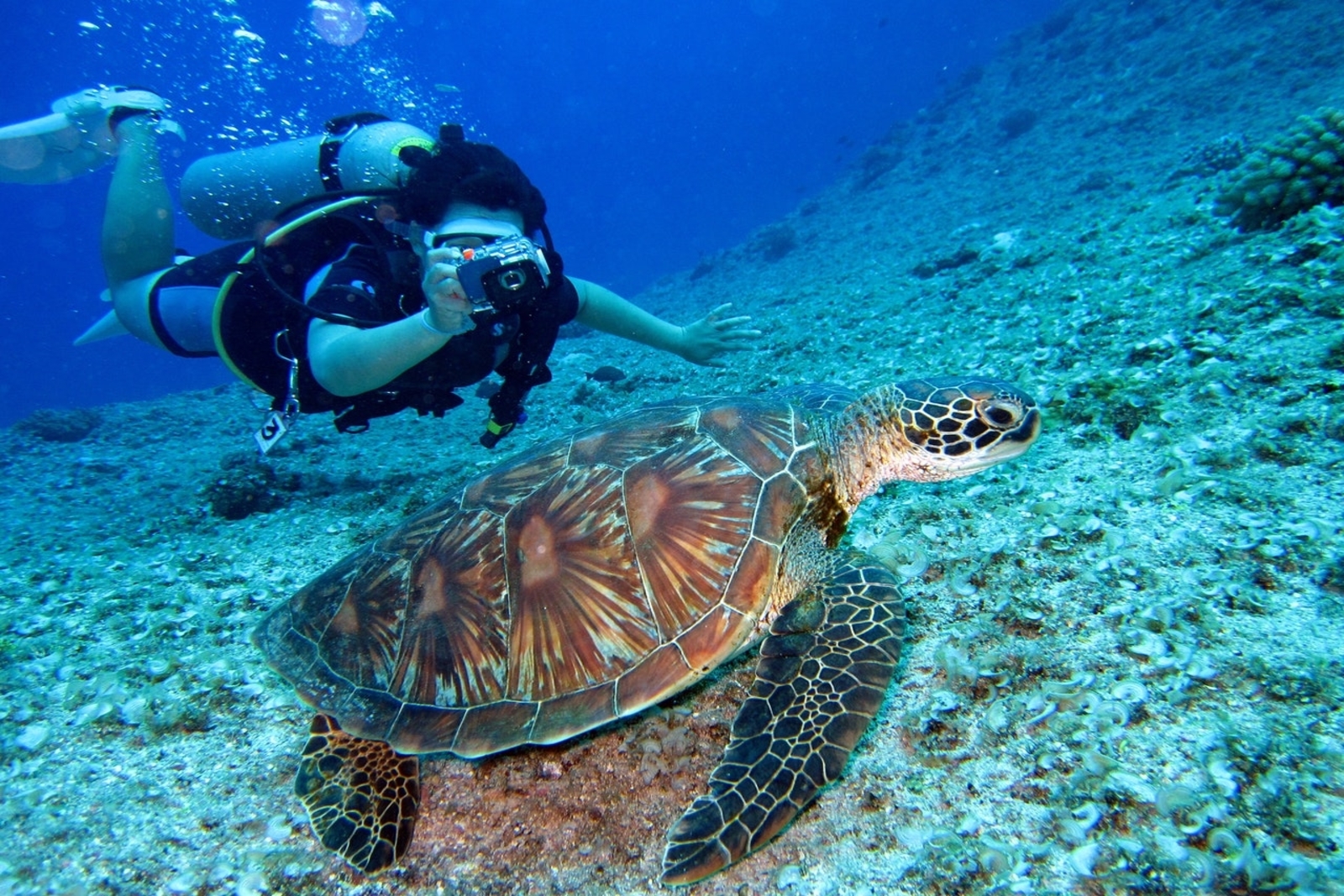 Ningaloo Reef scuba diving