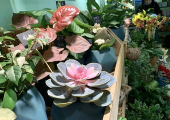 Suey Flower Design Interior Cactus on Vases Macau Lifestyle
