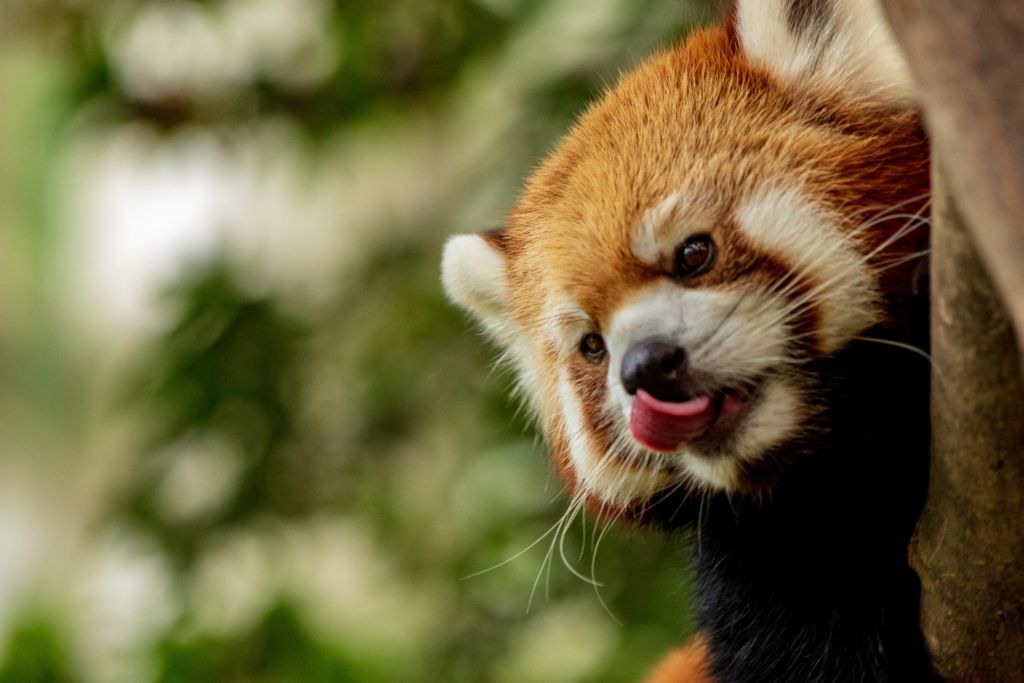 free things to do in Macau Red panda