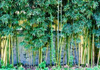Lou Lim Ieoc Garden Bamboo Wall