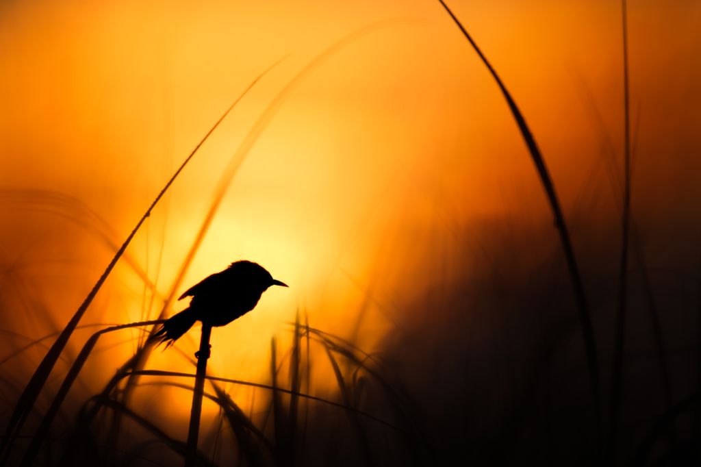 bird in the wild at sunset