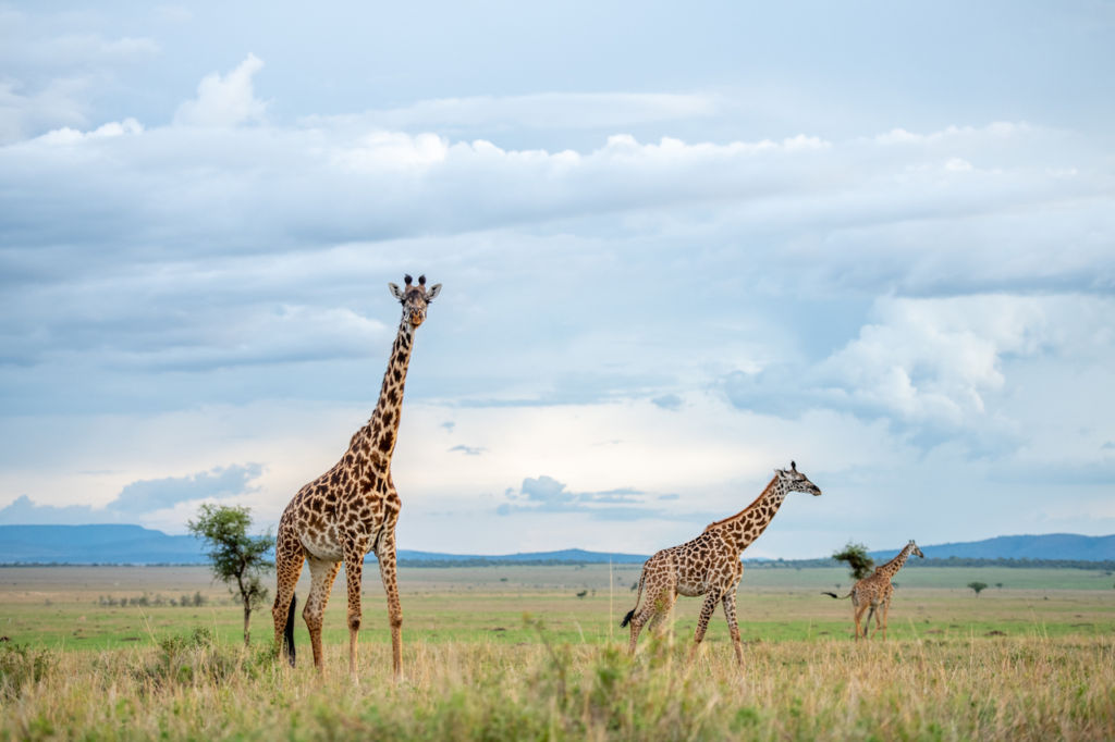 Macau Lifestyle Giraffe in Serengeti Reserve