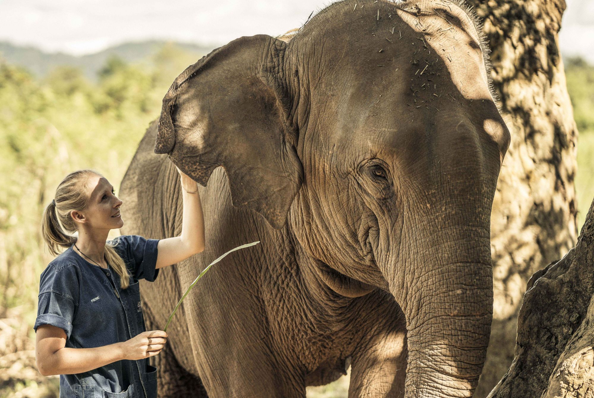 Amantara elephants with mahout