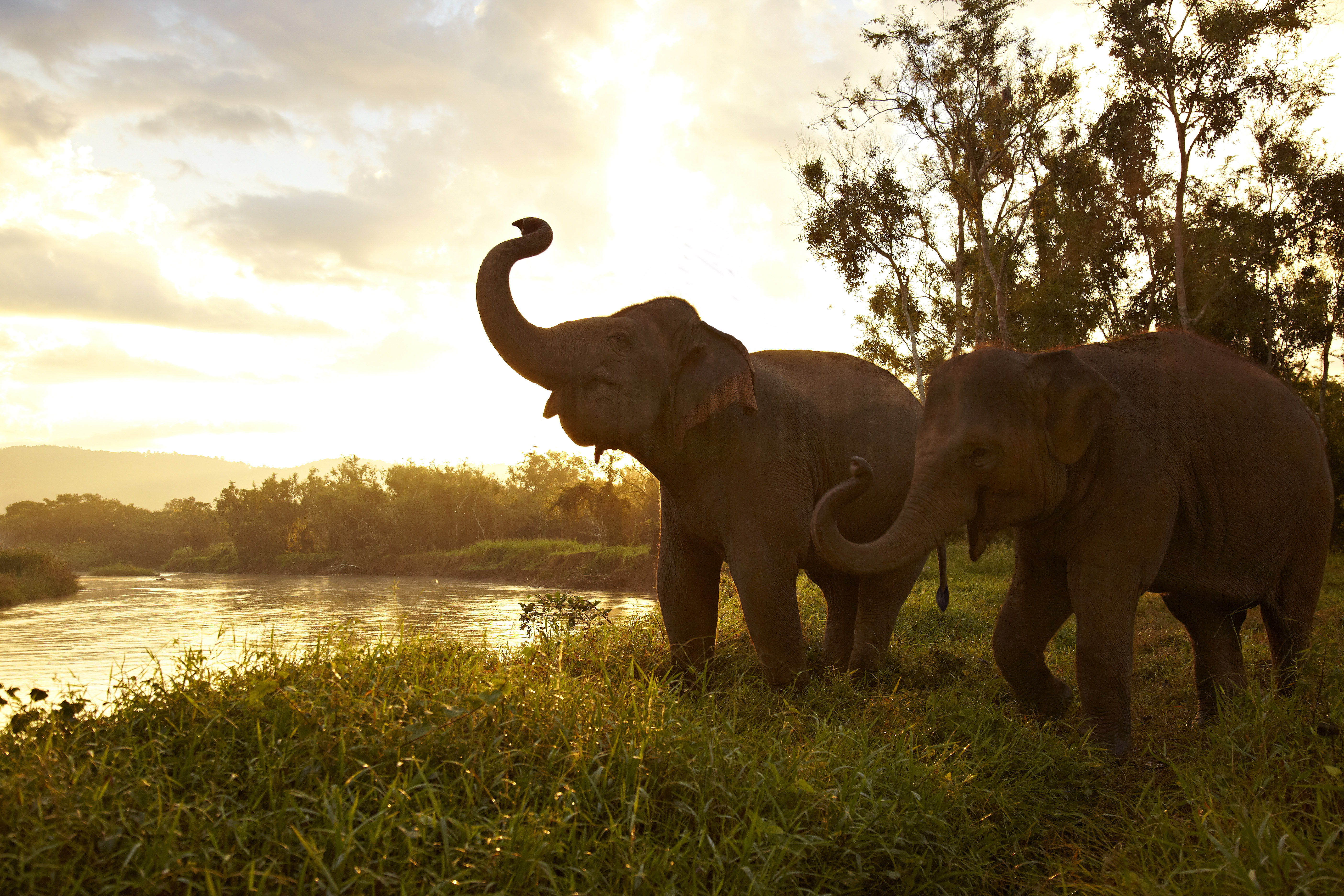 Elephants time. Картина слон с хоботом вверх. Слон с поднятым хоботом. Красивые слоны. Африканский слон.