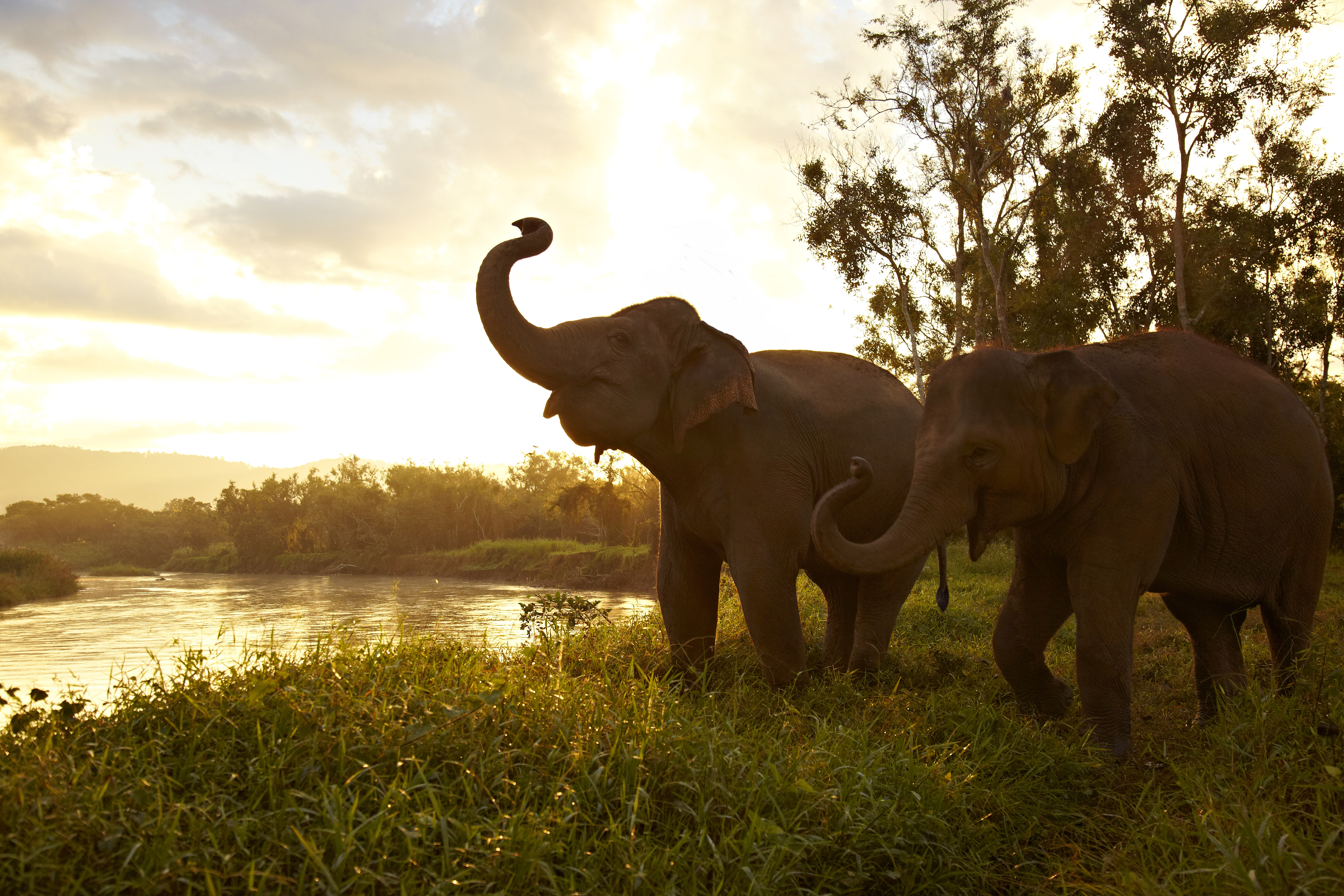 AnantaraGolden Triangle Elephant by the River