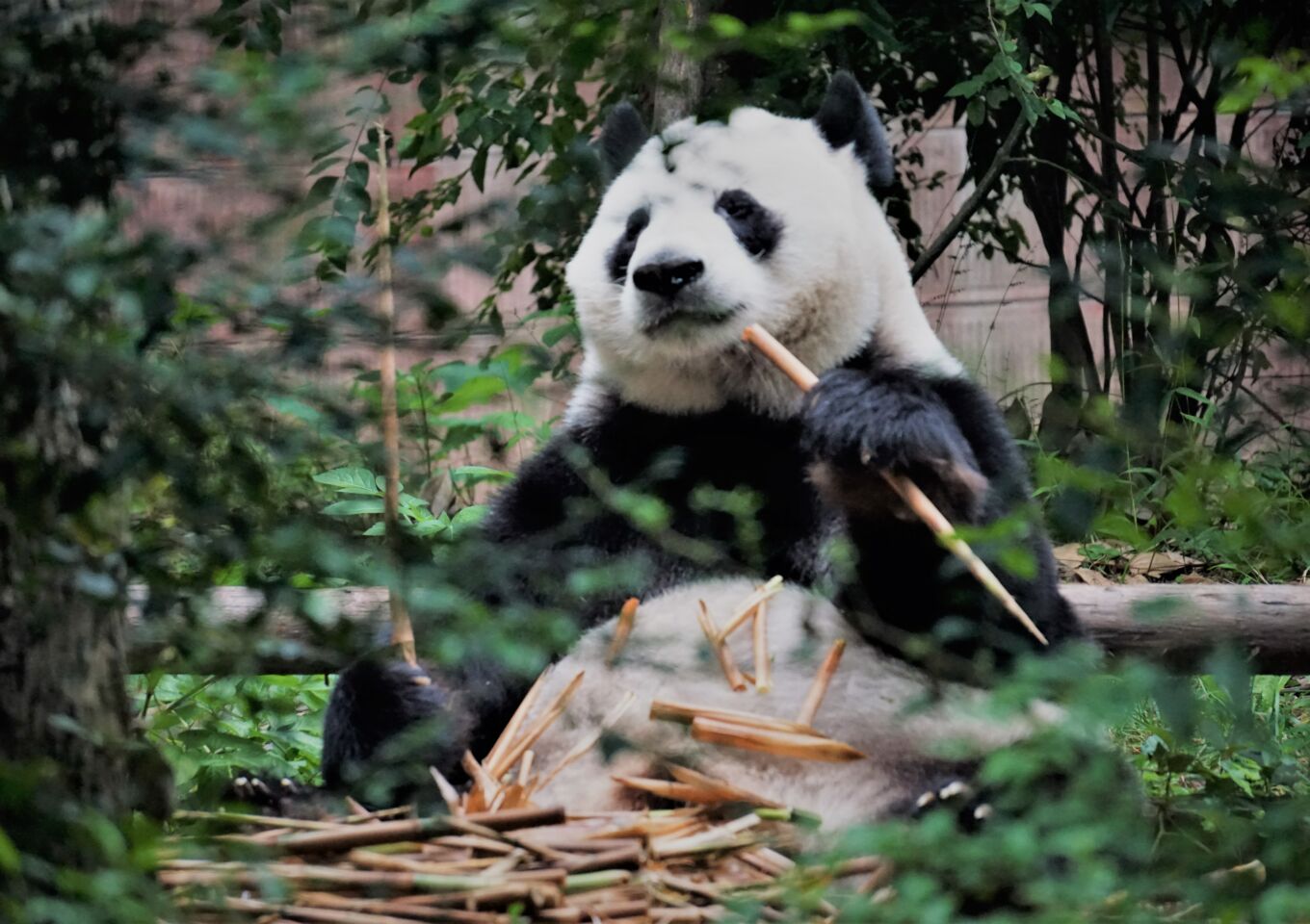 Macao Giant Panda Pavilion - Macau Lifestyle