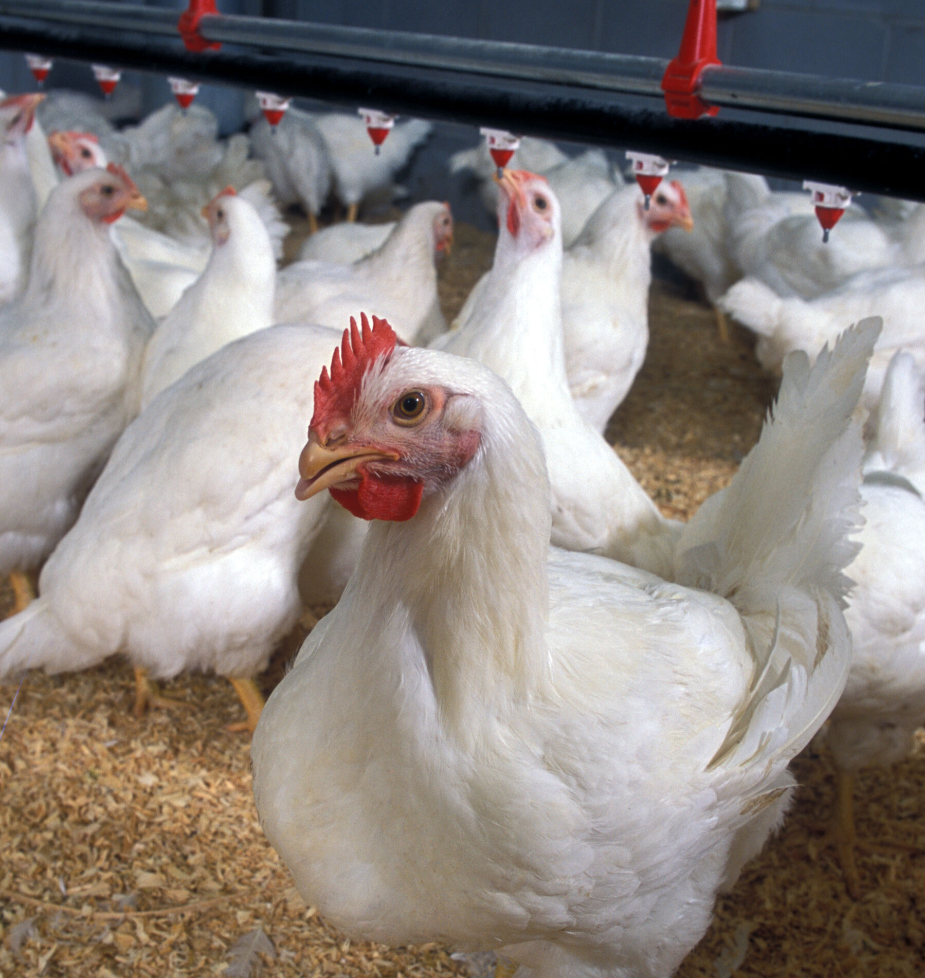 Poultry for Avian Flu Epidemics Article