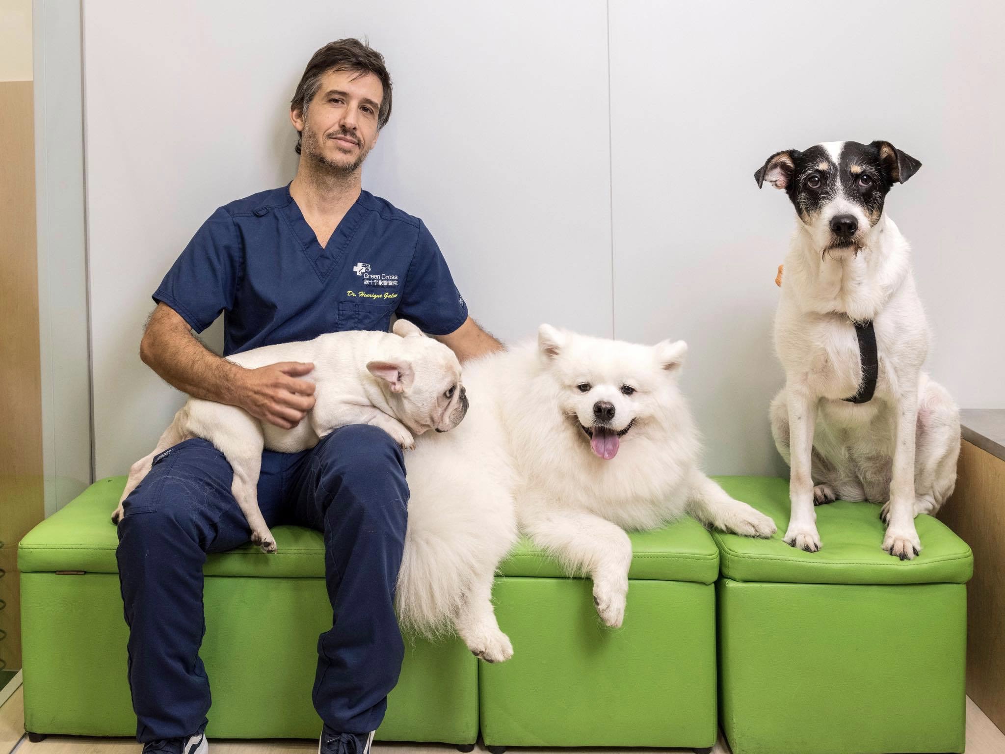 vet with dogs pet clinic