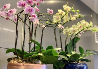 Arirang Korean Restaurant Indoor Decor Orchids Macau Lifestyle.jpg