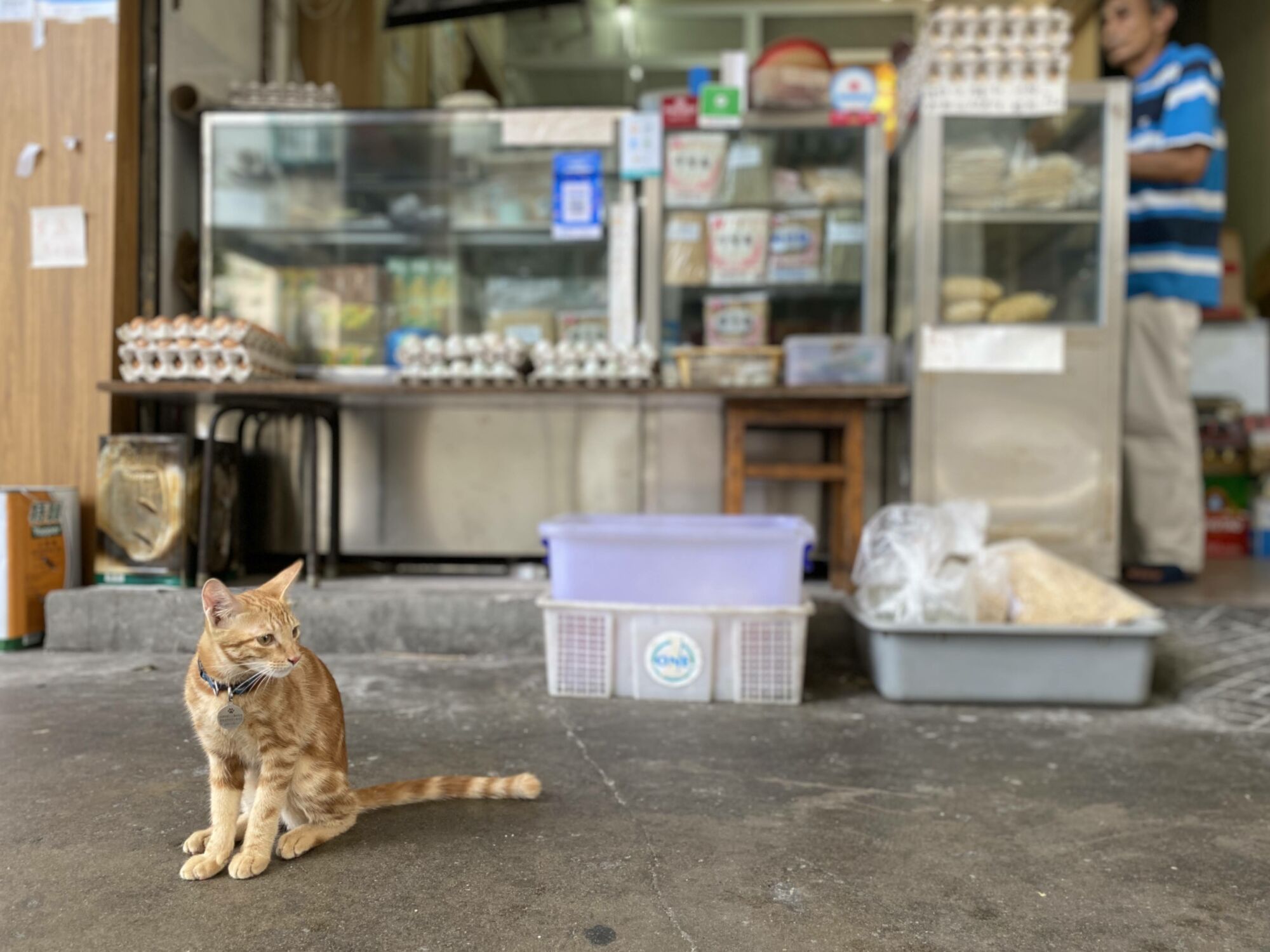 Cheong Kei Cat in front of shop macau lifestyle