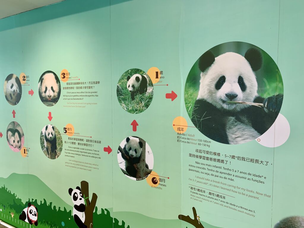 Macau Giant Panda information Centre poster