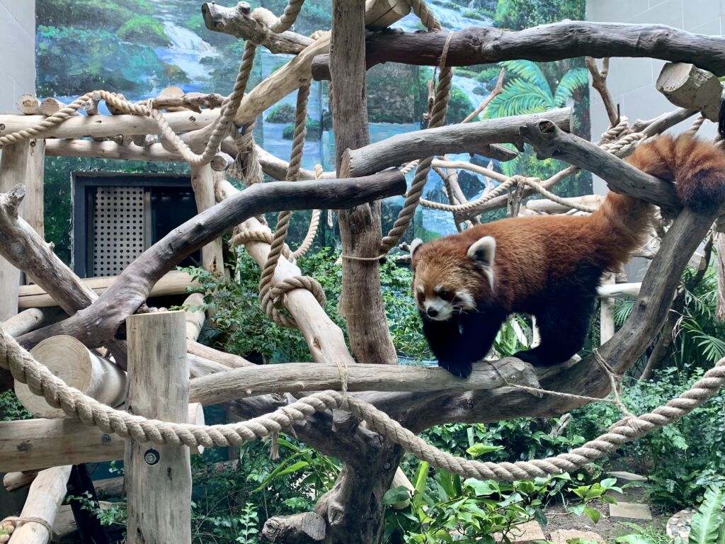 Seac Pai Van Park rare animals pavilion red panda