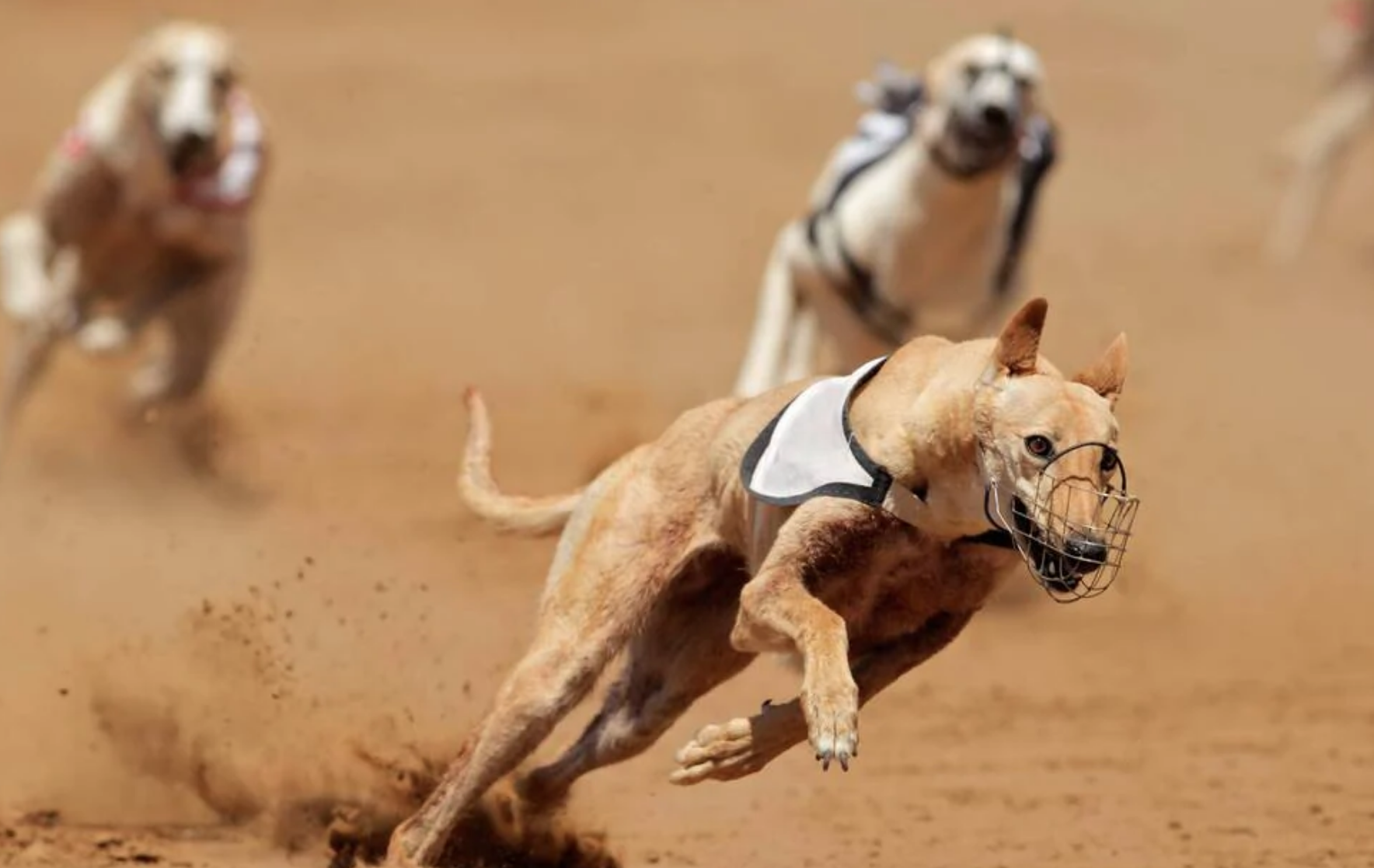 Greyhounds Racing