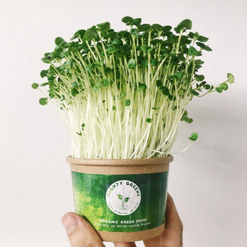 green shiso microgreen from mighty greens