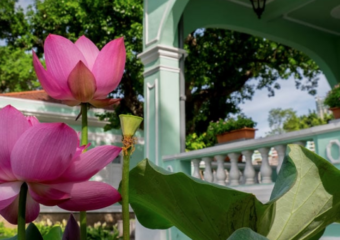 Lotus Flower Festival in Taipa Houses Museum 2021