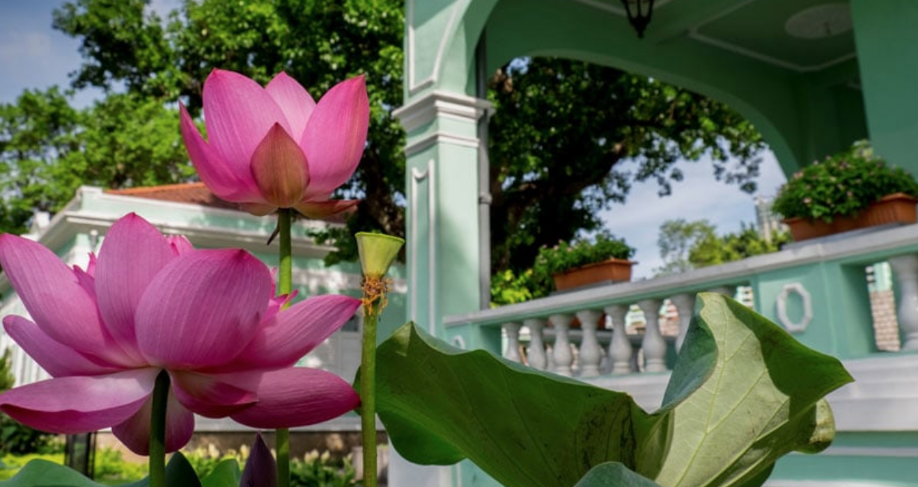 Lotus Flower Festival in Taipa Houses Museum 2021