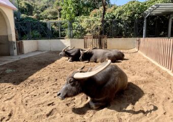 Oscar Farm buffalos