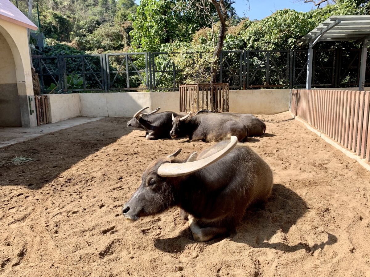 Oscar Farm buffalos