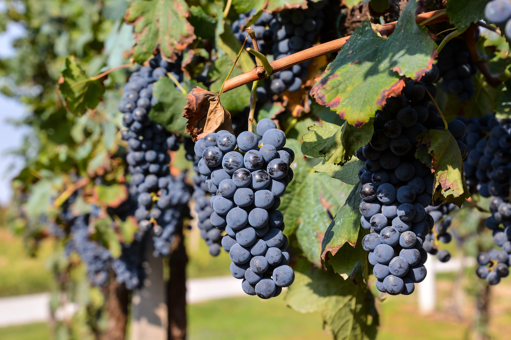Vineyard,Ready,To,Produce,Wine